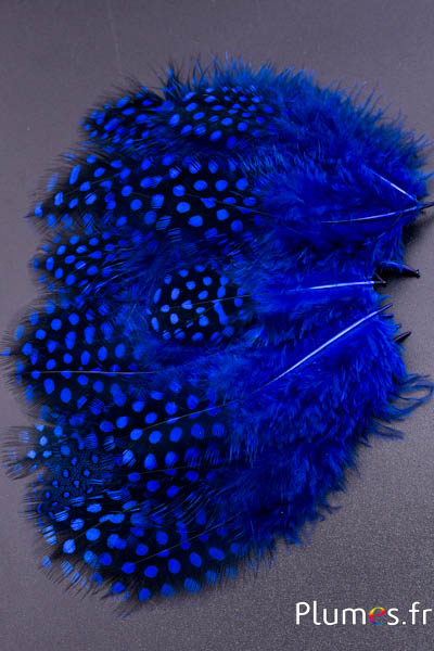 Pintade de Numidie - 7-13 cm - bleu